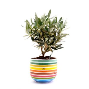 Olive Bonsai