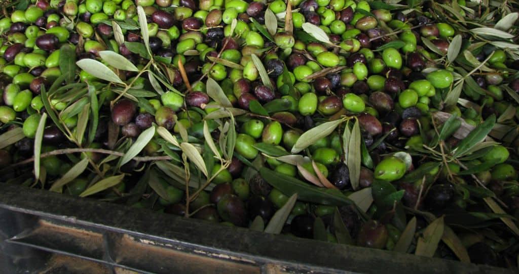 Molitura olive